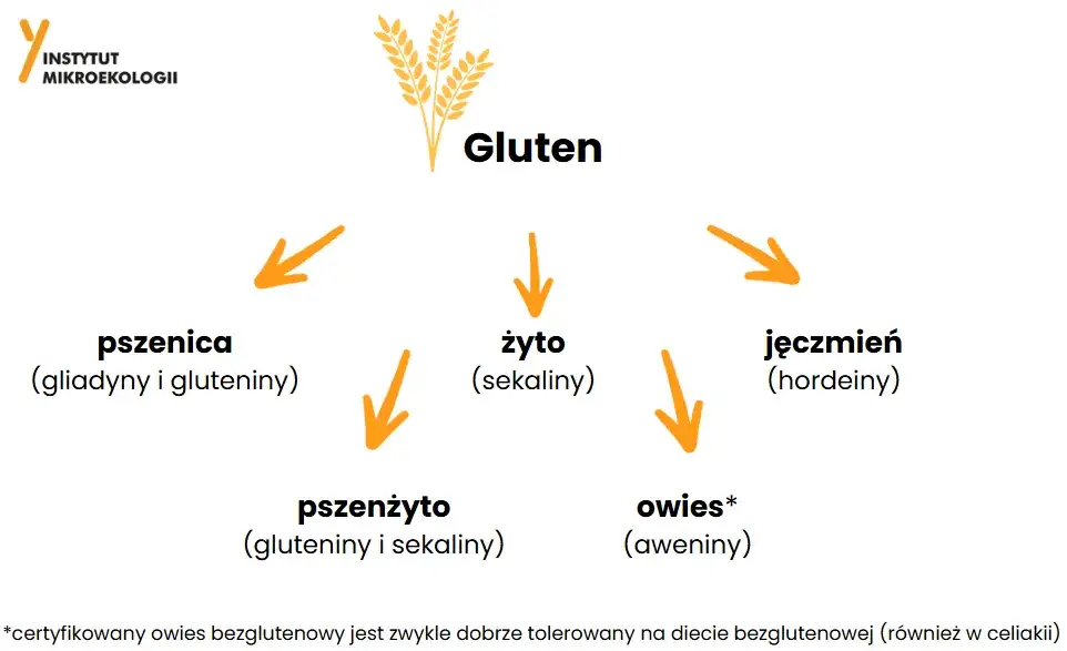 czym jest gluten grafika naukowa