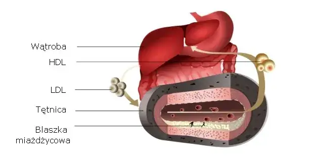 Cholesterol HDL struktura i rola w organizmie