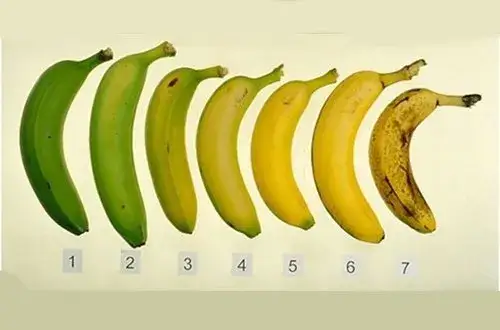 różne stopnie dojrzałości bananów, zielony banan, żółty banan